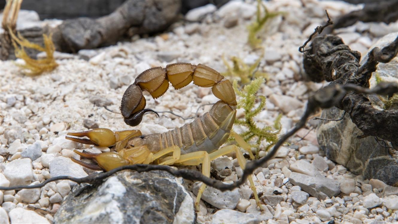 Razstava pajkov in škorpijonov: Oglejte si strupenega puščavskega škorpijona