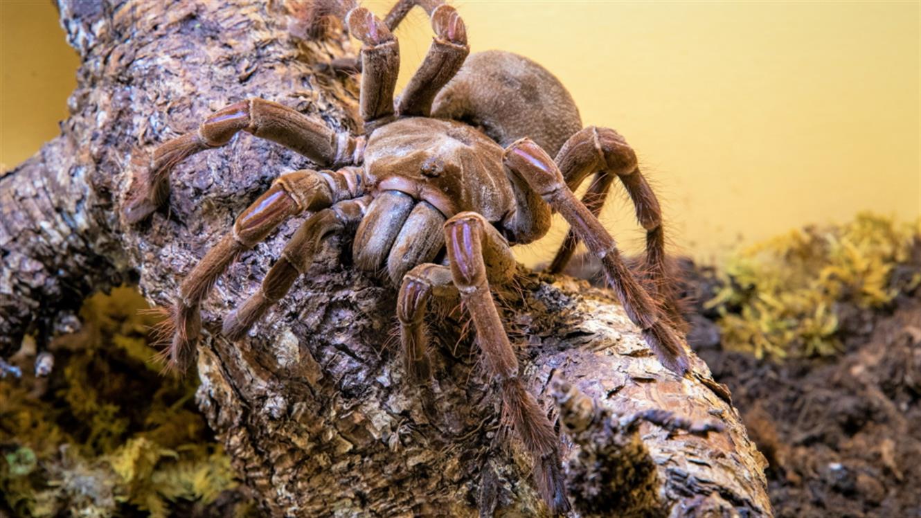 Razstava pajkov in škorpijonov: Orjaški ptičji pajek