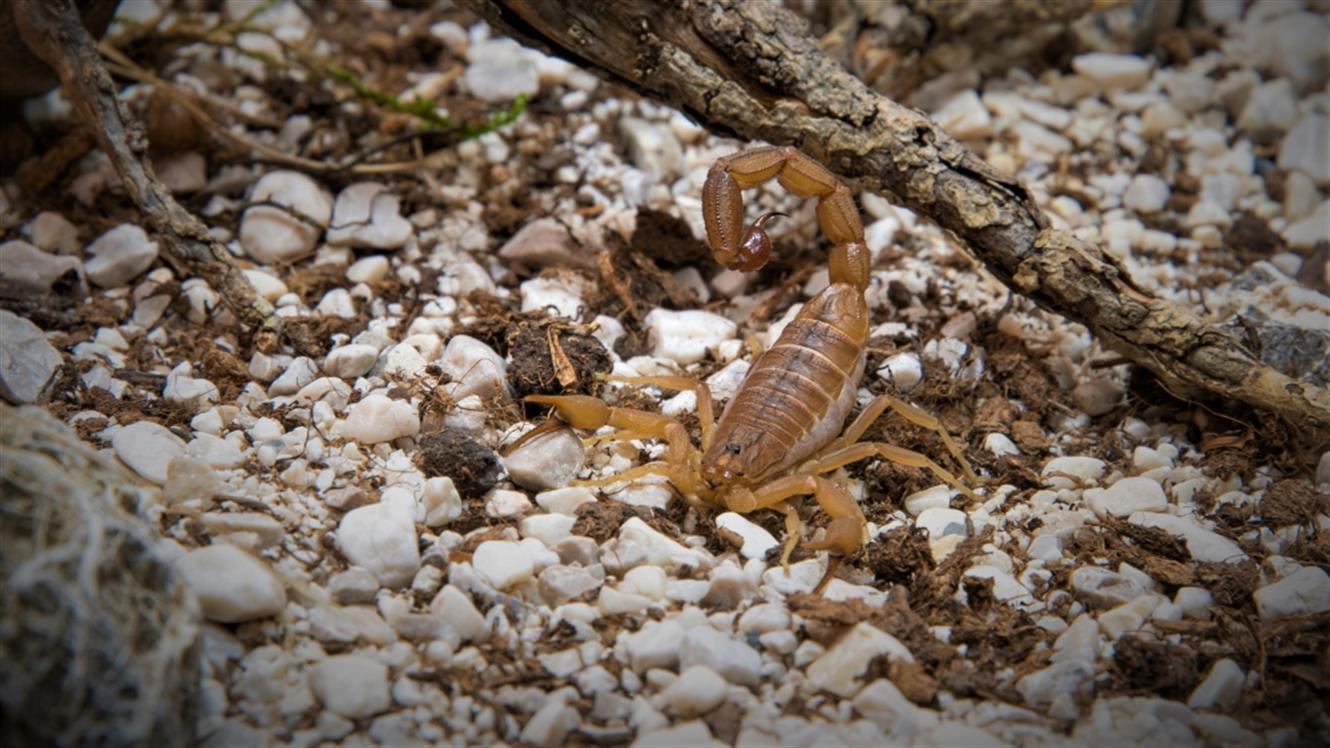 Razstava pajkov in škorpijonov: Spoznajte najbolj strupenega škorpijona na svetu