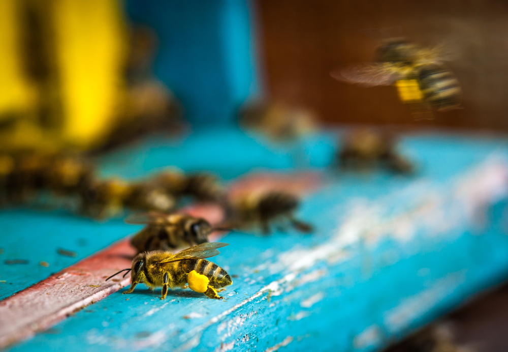 10-zanimivih-dejstev-o-čebelah-svetovni-dan-čebel-1000
